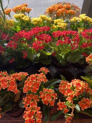 Kalanchoe