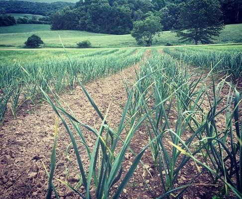 Garlic field in Trempealeau, WI producing 11 garlic varieties for sale at www.tamarackgarlicfarm.com.