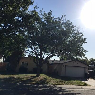 After - Tree pruned to city code