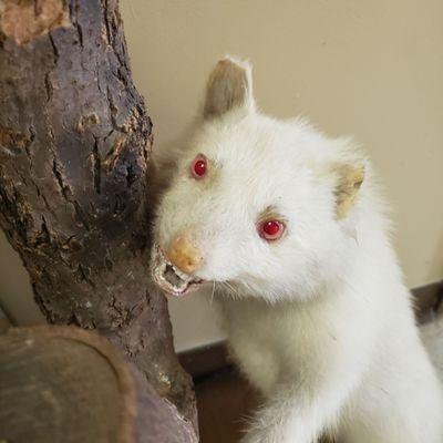 Centers taxidermy albino raccoon