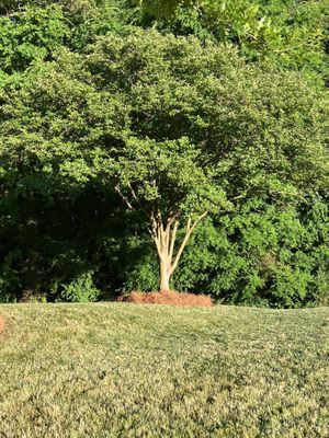 My lawn and beautiful tree. Alexscape installed pine straw around my tree and it looks amazing!!!!!!