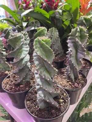 Unusual cactus - spiral Peruvuan cereus