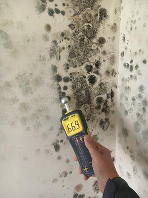 Mold Growing on Wall