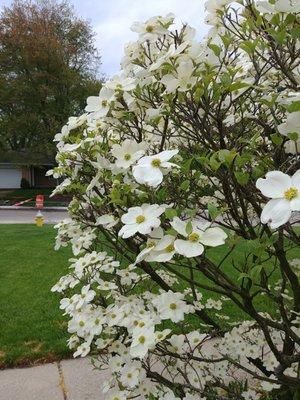 Flowering Dogwood Tree spring 2022