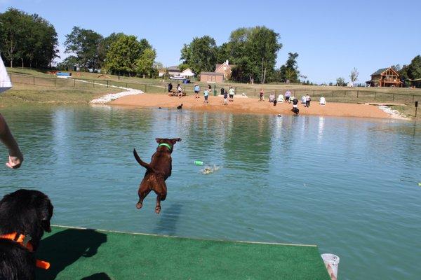 Koa loves to jump off the dock.