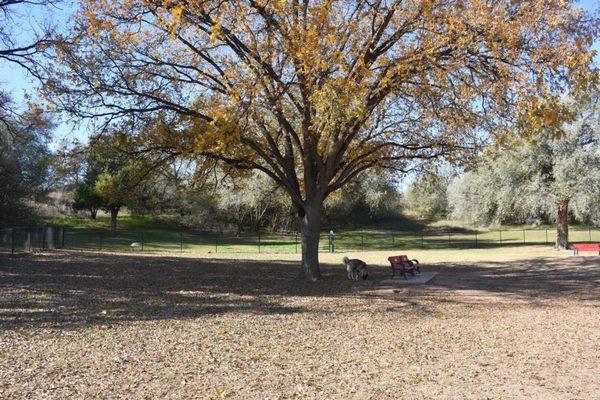 Massive tree in the left corner of the large dog area