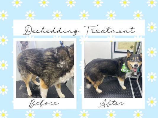 Deshedding Treatment Before & After.