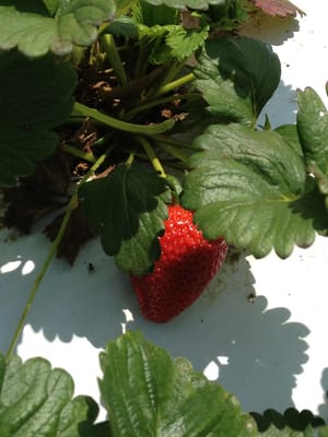 The strawberries are ripe and very tasty!!!