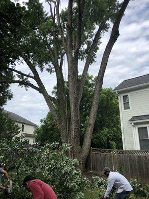 Vargas Tree Service