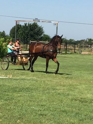 Riding and driving lessons.