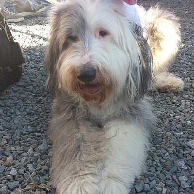 Zen (Old English Sheepdog) resting