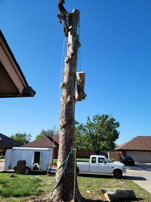 Tree removal