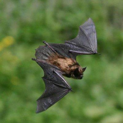 Professional Bat Removal and Control Service