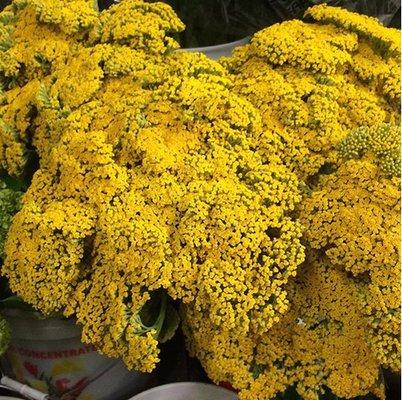 Yellow Yarrow