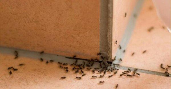 Ant Extermination