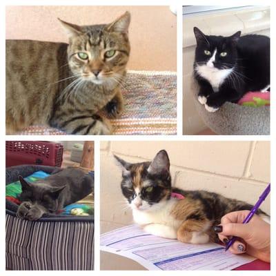 Some of the lovely kitties available for adoption.