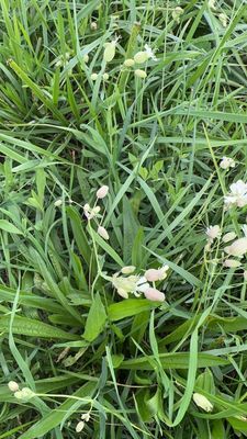 Maidens Tears are prolific in early October.