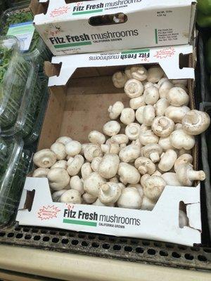 Great looking mushrooms.