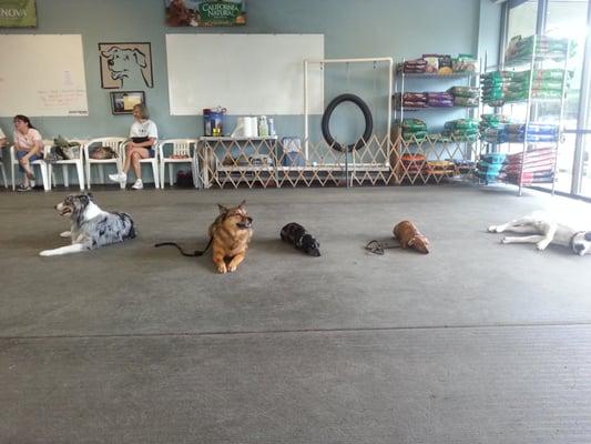 Dogs practicing down stay.