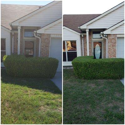 Some bush trimming for the customer.