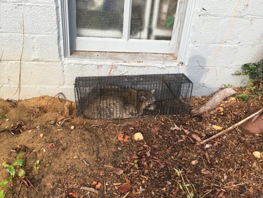 the fattest racoon he caught. This guy was a beast