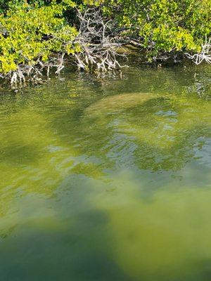 Manatee