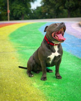 A chalk rainbow, that butter needed to shout for joy when he found