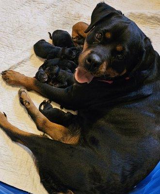 Lucky Luciano's Rottweilers