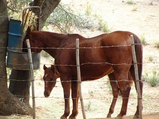 Rancho La Mentada Horseback Riding