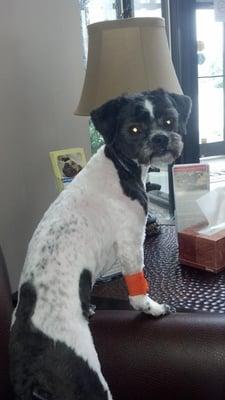 Our dog pazzo at the Emergency Vet doctor the day after his haircut. See Andrew S's review for the full story