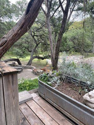 Deer eating near the back deck