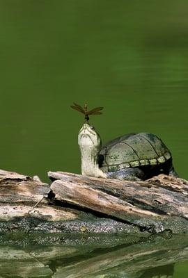 Turtle believed in dragon fly to have trust!!