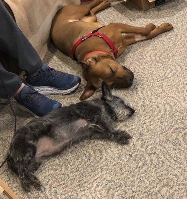 The dogs napping together.