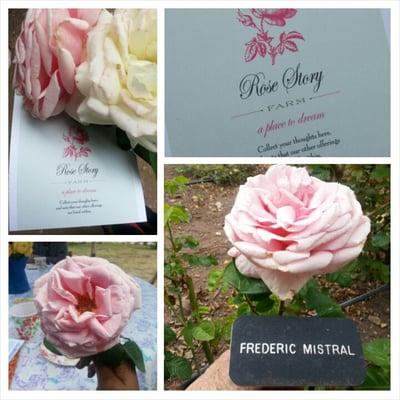 My favorite rose of the tour:  Frederic Mistral