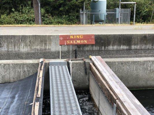 Mad River Fish Hatchery