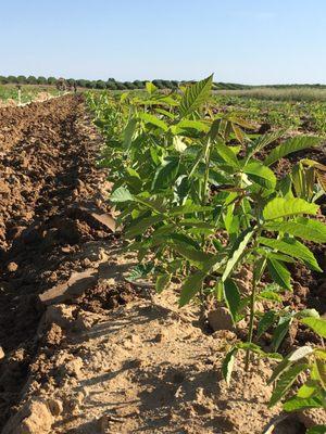 Grown in 2019 Bonilla Nursery Trees