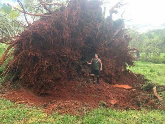 Huge tree uprooted during hurricane season