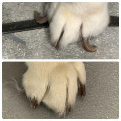 Beautiful Nail trim difference.