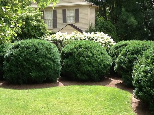 Boxwood Care is one of our specialties.