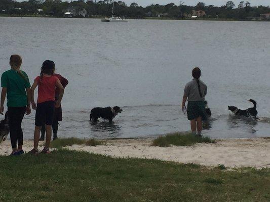 Sheepherding dogs cooling off