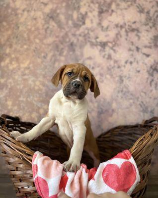 Honey the Old English Bulldog