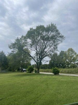 Tree Removal