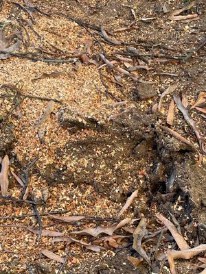 Sawdust, debris, and holes throughout the back half of the yard.