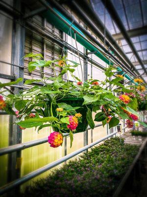 These flower baskets were amazing to me