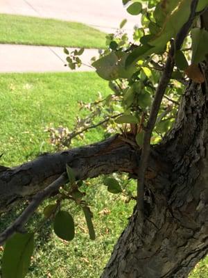 Snapped branch from mower.