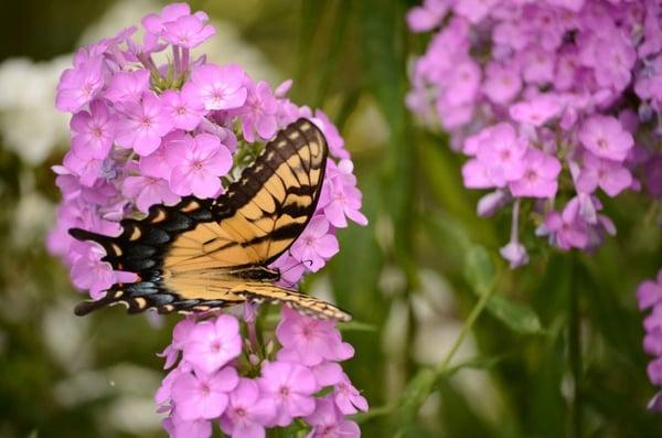 A swallowtail butterfly on purple garden phlox (bought from Nature By Design)