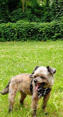 Freshly groomed and a park all to himself, he's a happy old man.