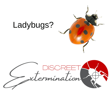 Ladybugs