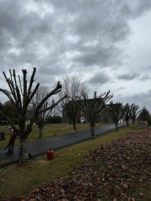 Tree topping