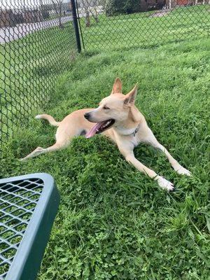 Jac loves the doggy park